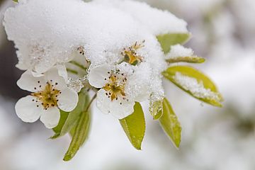 Eisheilige  Birnblüten mit Frost