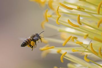 Ohne Bienen gäbe es geringer Ernten.