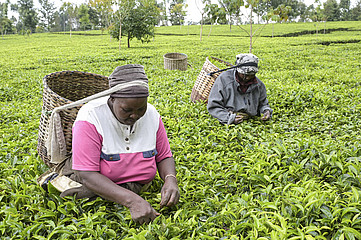 Frauen stehen in auf grünem Teefeld.