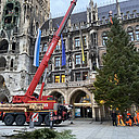 Arbeiter des städtischen Baureferats verkeilen den Baum im Boden.