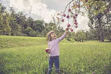 Ein kleines Kind pflückt reife äpfel von einem Apfelbaum.