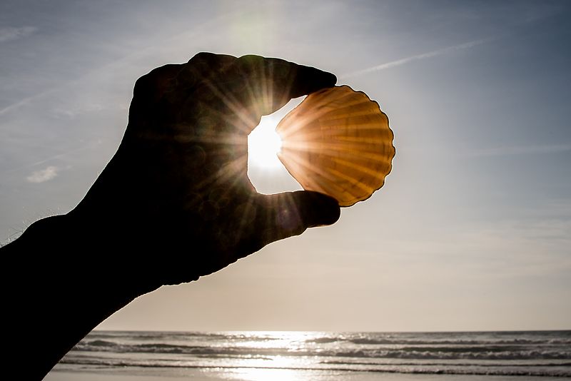 Hand hält Muschel gegen die Sonne, Strand im Hintergrund