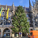 Großer Tannenbaum steht vor historischem Gebäude.