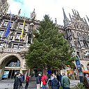 Aufnahme des Baumes vor dem Rathaus