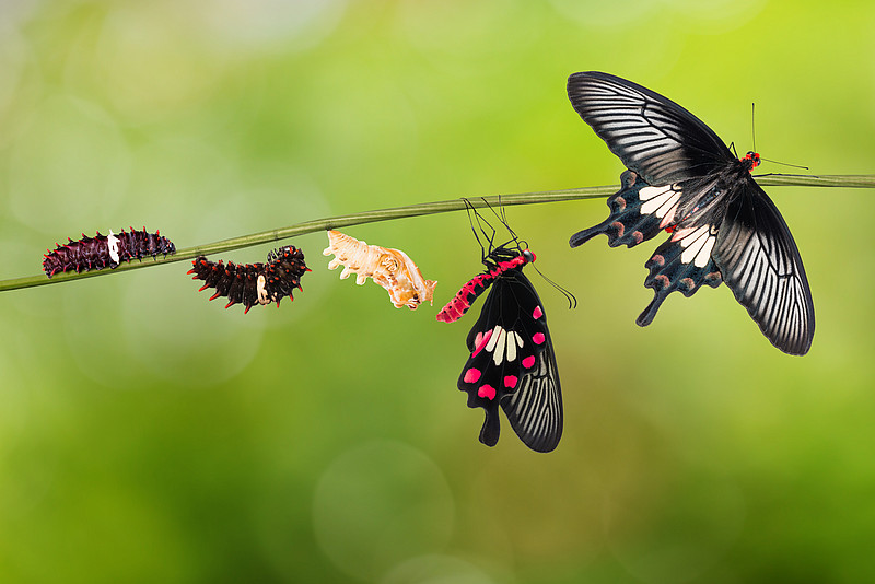 Verwandlung von Raupe zum Schmetterling