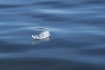 Ein weiße Feder auf dem Wasser